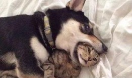 二狗爆料生活视频下载大全,揭秘幕后故事