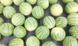 免费吃瓜真的假的,真相还是噱头？