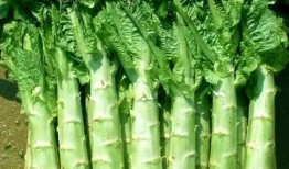 原神莴苣妈妈爆料视频在线观看,揭秘游戏幕后故事与精彩瞬间