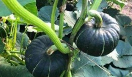 网红吃瓜网福利,揭秘娱乐圈幕后故事