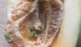 甜瓜娱乐场最新爆料下载,明星幕后故事大曝光！