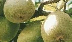 猕猴桃最新爆料视频播放,最新爆料视频带你领略奇异果魅力